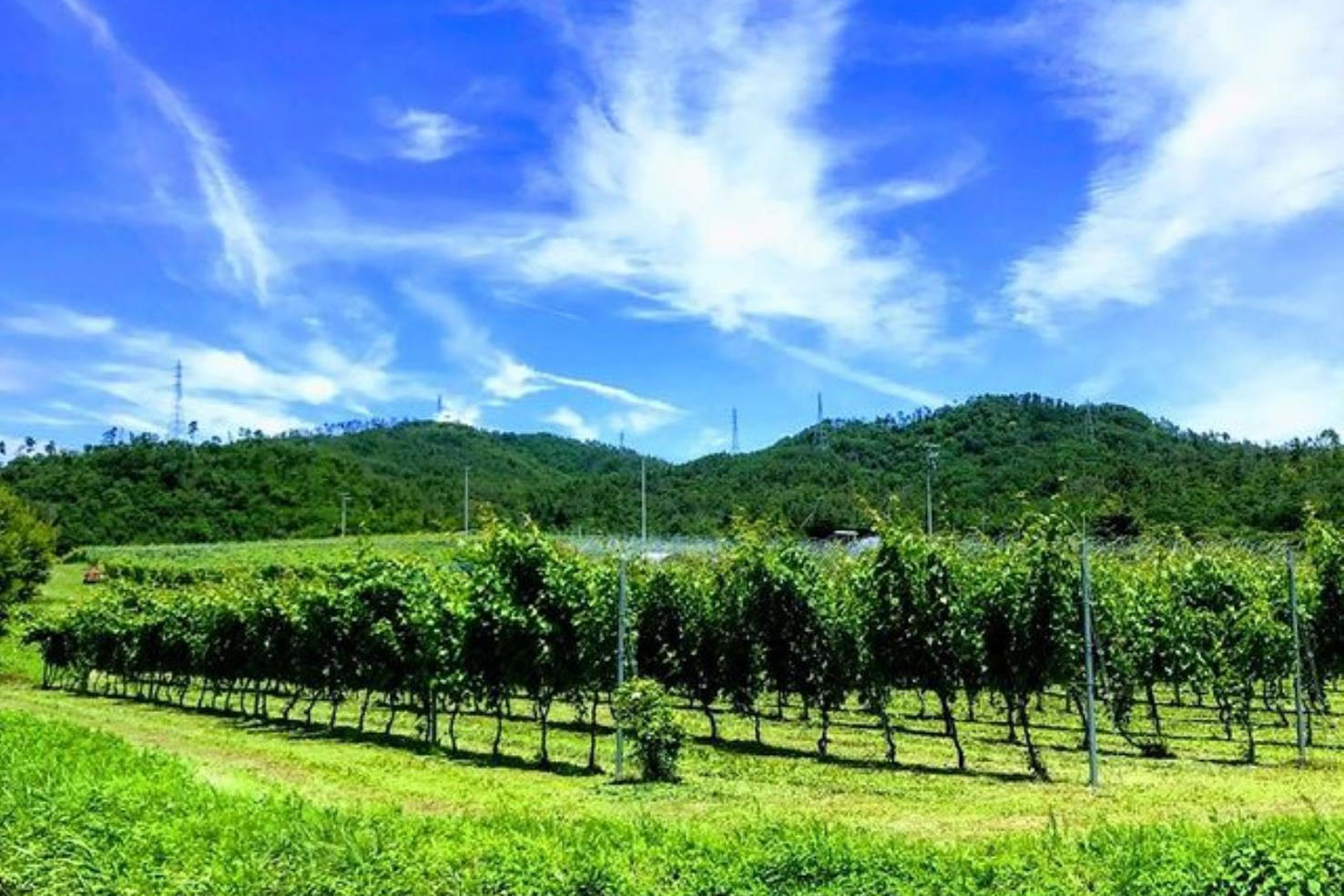 Veraison-Note』日本産ネッビオーロの可能性を追求する造り手のぶどう