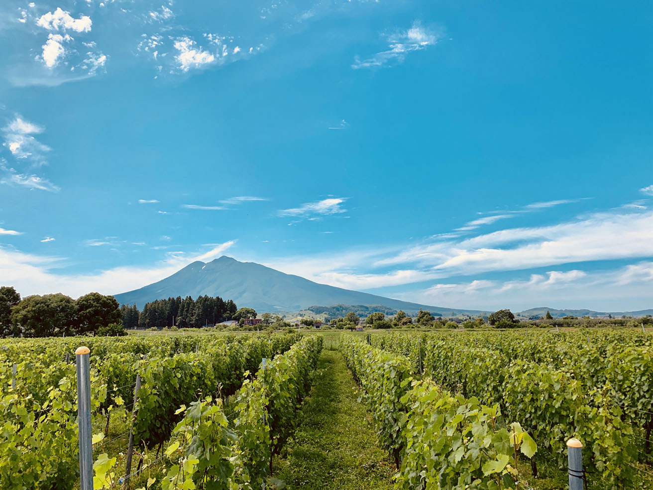 ファットリア・ダ・サスィーノ』芸術品を生み出すごとく醸される美しい