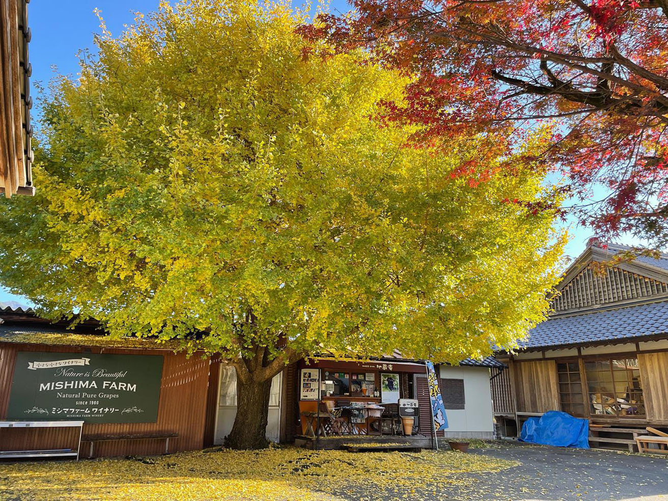 ミシマファームワイナリー』化学農薬不使用の生食用ぶどうワインを次