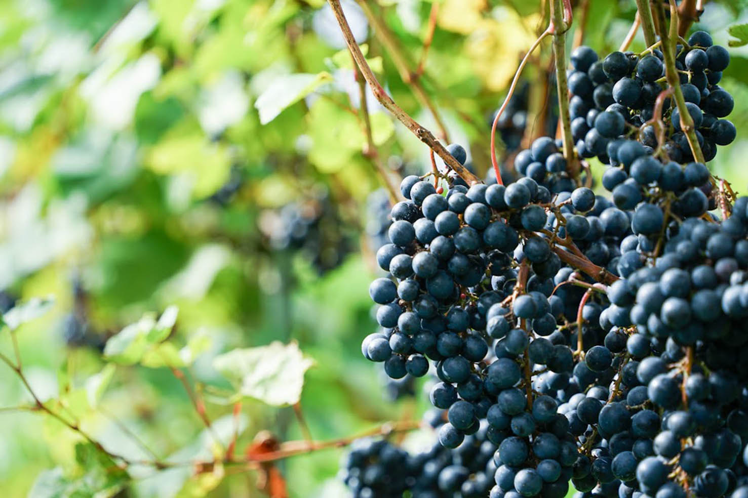 『雪川醸造』ファーストヴィンテージでゴールド賞を獲得!北海道の小さな町の注目株ワイナリー Terroir.media