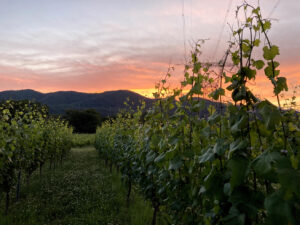 『111VINEYARD』塩尻のぶどう栽培の伝統を引き継ぎ、身近な人に愛されるワインを造る