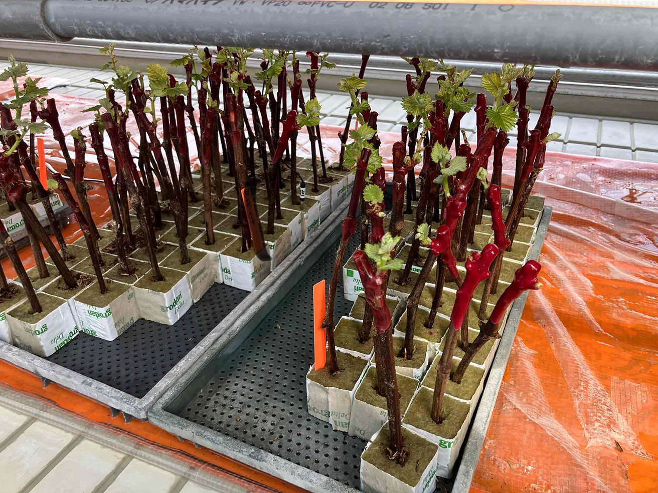 追跡！ワイナリー最新情報！『株式会社 北海道ブドウ苗木園』北海道で